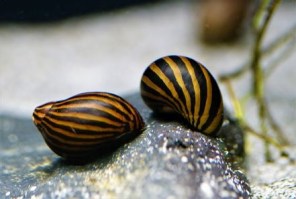 Neritina Zebra